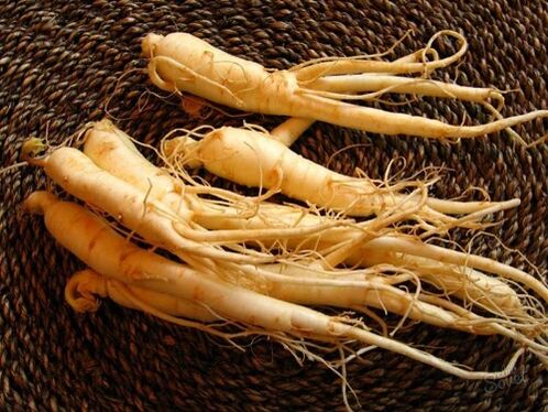 raiz de ginseng para aumentar a potência após os 60