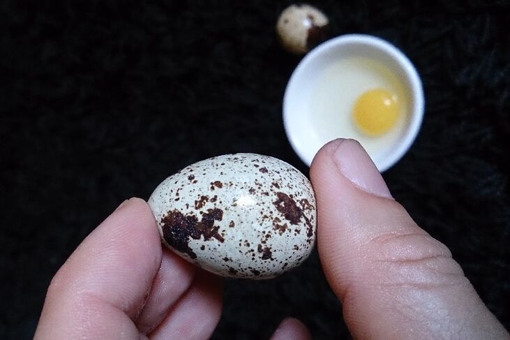 ovos de codorna para aumentar a potência